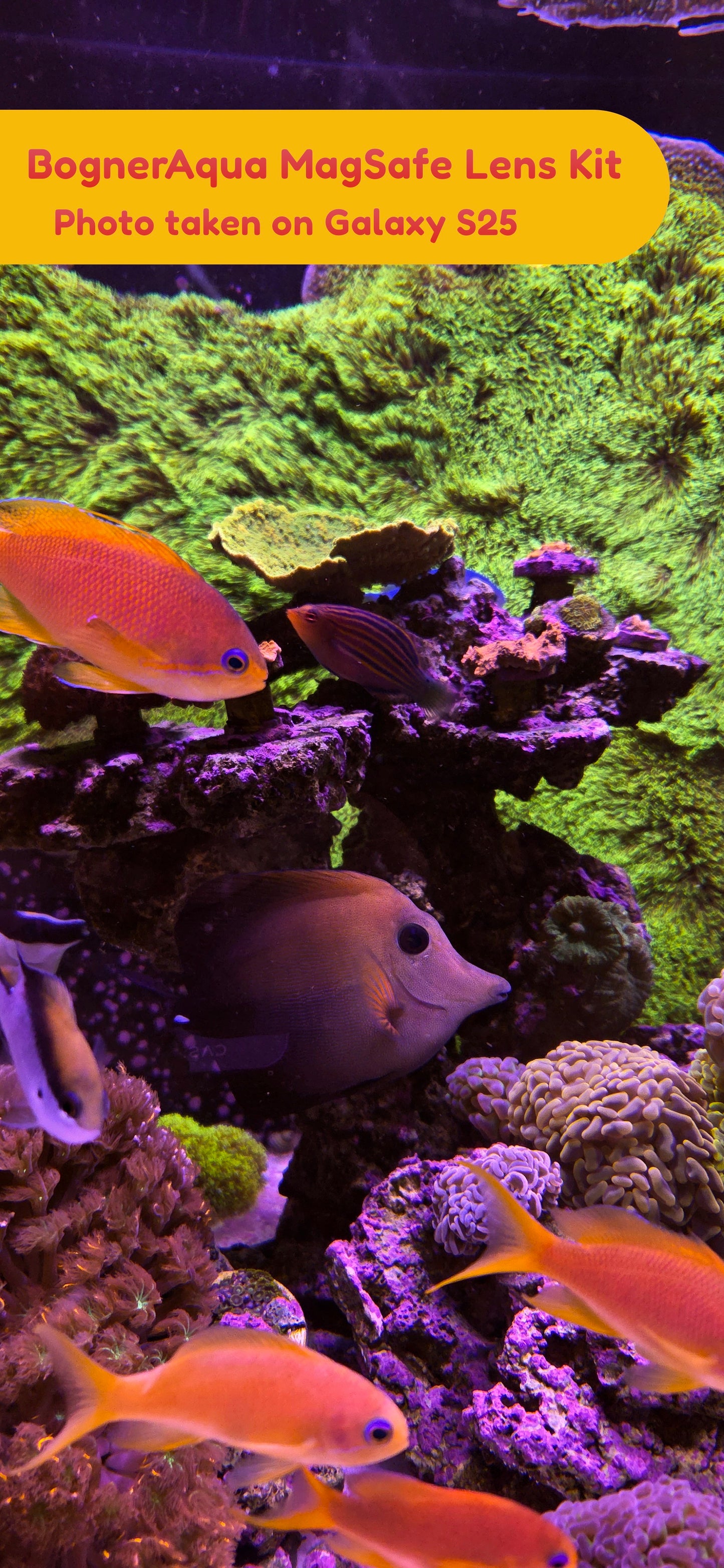 Reef Lens Kit - MagSafe