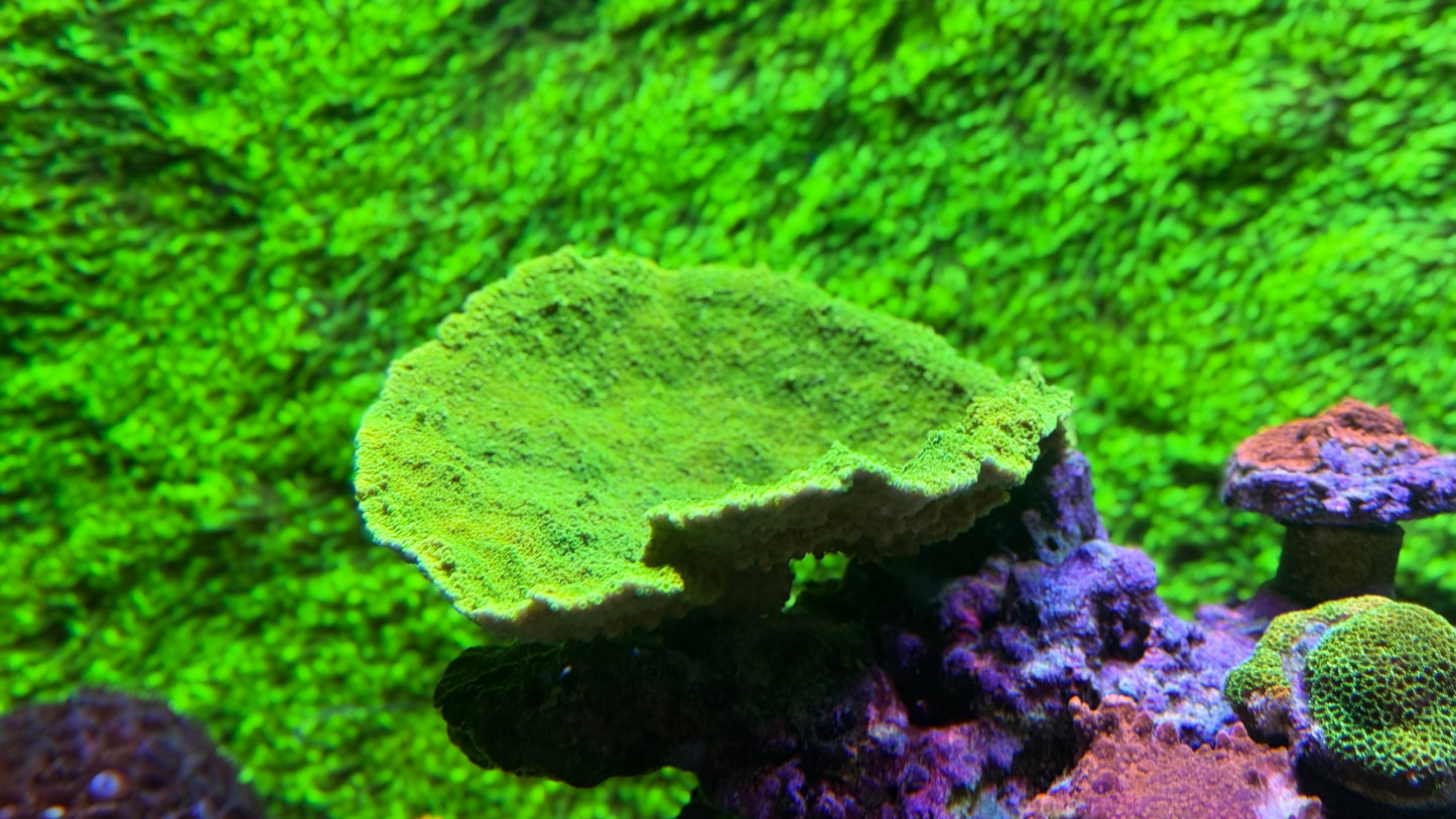 Reef Lens Kit 67mm